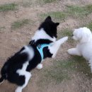 댕댕이 운동장 이미지