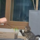 우리집막내 이미지