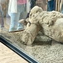 남부부분정비 | 이탈리아 남부투어 기차, 당일여행 가능한 멀미없는! 왕복 3시간 기차투어!