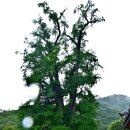 두운농장 | 양평 용문사