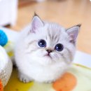 강남 고양이 분양 캣프렌즈 | 예비 집사 일기! 강남고양이분양 먼치킨 냥이들 보고 온 캣프렌즈