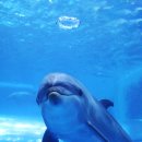 울산광역시남구도시관리공단(장생포고래생태체험관) 이미지