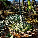 미국과 멕시코 사막에 자생하는 길상천용설란(Agave parryi var.Engelm) 이미지