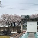 [일상] 광주 근교 벚꽃 보러 갈만한 곳, 순창 경천변 나들이 후기 (4/5일 개화상태, 벚꽃 뷰 카페 추천)