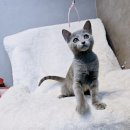 천안고양이분양 베스트캣 제나캣 천안점 이미지