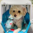 댕댕포유 이미지