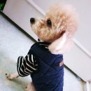 나나와메이 | 섬세하고 강아지를 너무 사랑하시는 가위컷전문 안양애견미용 나나와메이