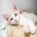 동부 동물병원 이미지