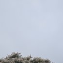 소야도 떼부르해변 흰 목백일홍 이미지