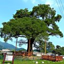 함안 영동리 회화나무 이미지