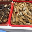 거제시장 | 전현무님 방송에 나온 코끼리조개! 왕우럭조개 후기 거제 고현시장에서 직접 구매해봤어요