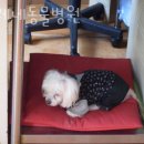 셀레네동물병원 이미지