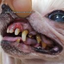 소망켄넬 이미지