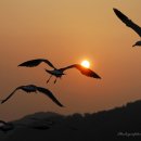 태양을향하여 이미지