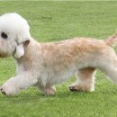 댄디애견 이미지