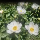 서동요민박 이미지