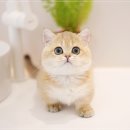 아담스펫 강아지분양 고양이분양 강남점 | 아담스펫 강아지분양 고양이분양 강남점, 편안하게 둘러본 반려 가족 찾기