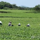 서광리-19 이미지