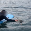 하천리-10 | 제주도서핑 아키아서프 서핑하다 거북이 만난 표선해변