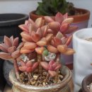 프리티쥬 이미지