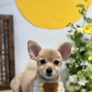 머무름 펫 이미지