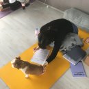 닐라요가