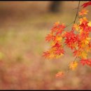 나무랑 풀이랑 이미지