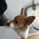 카페86 네이버블로그