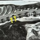 디스동물병원 이미지