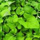 중열농장 이미지