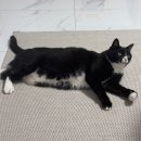 춘식농장 이미지