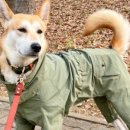 견생폼사 이미지