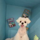 도그애견미용실 이미지