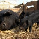 돈수농장 이미지