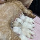 청담강아지교배수서 대치동애견교배 후기♥