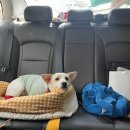 통영구가네펜션 | 통영 애견동반펜션, 구가네 펜션, 입양 1년 축하 파티