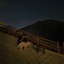 41190-01-07-162 | [경기/가평] 강아지 잔뜩 뵥뵥🫳🫳🐶하는 가평 대원사 템플스테이 (체험형) 후기