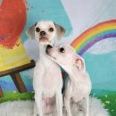 포미펫샵 이미지