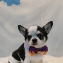 꼬몽그루밍 이미지