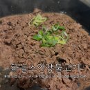 하늘소 | 하늘소 언양불고기 솔직 후기｜10년 블루리본맛집의 언양불고기