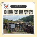 메밀꽃 필 무렵 코스 | 봉평 메밀꽃 필무렵 방문기 – 이효석 생가 옆 전통 메밀국수 맛집
