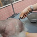 꽃피우개 이미지