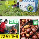 황율농장 | 효성농원 무훈증 유기농 공주밤을 만나다