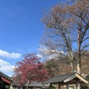 부석사 | 경북영주볼거리 ㅣ 부석사 방문 후기 11.21기준 단풍