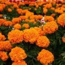 메리골드 이미지