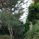 동평중 네거리 이미지