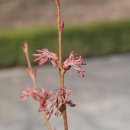 계수나무 이미지