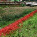 불갑사관광지 이미지