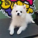 도그핏애견샵 이미지