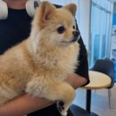 울산 강일웅동물메디컬센터 이미지